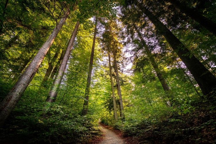 Idealna baza wypadowa w sercu Beskidów – Hotel przy szlaku na Baranią Górę